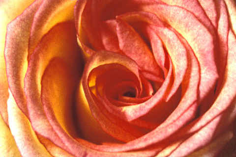 blumen_rose
